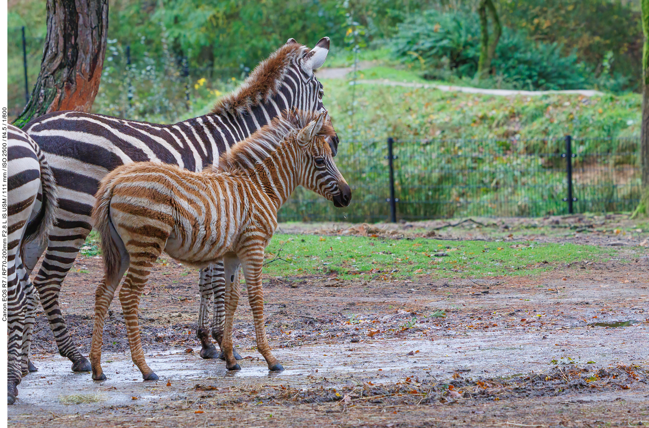 Grevyzebras