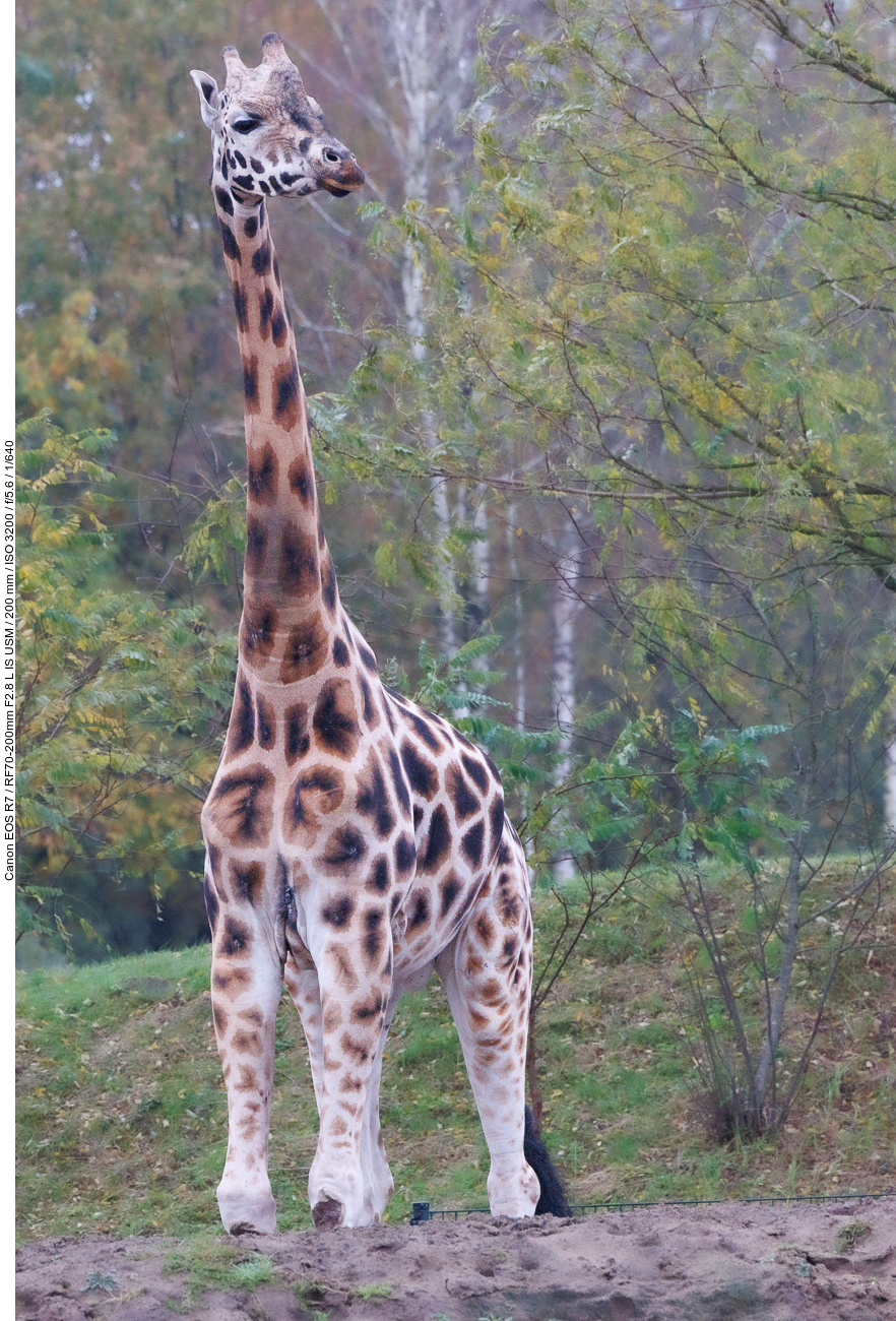 Giraffe