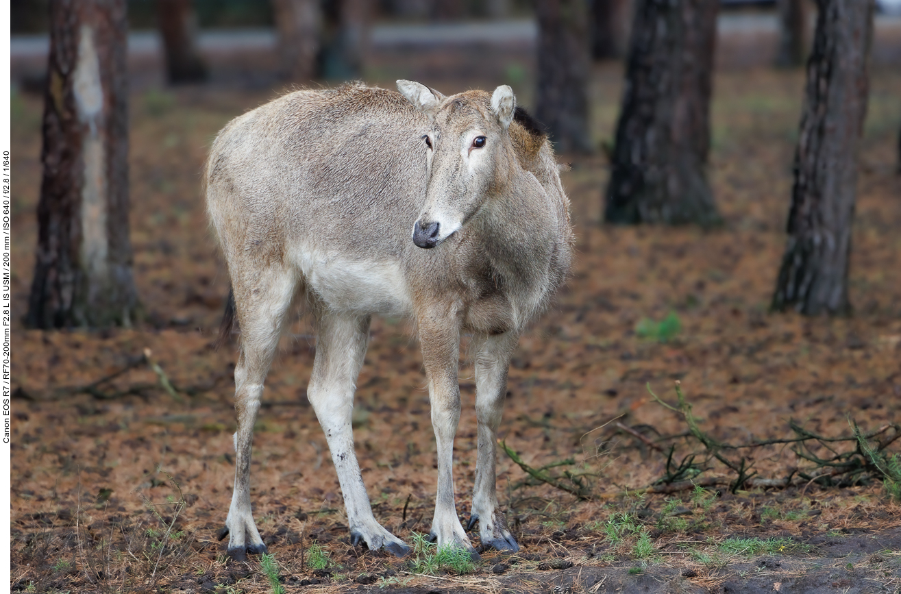 Hirsch, unbestimmte Art