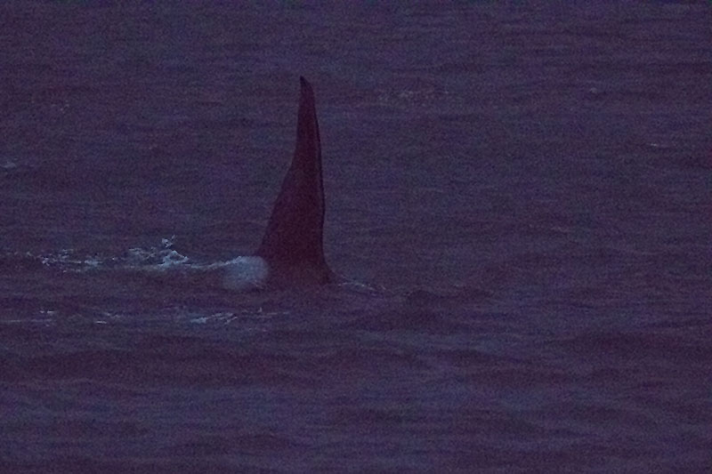 Ein Orca durchpflügt das Meer