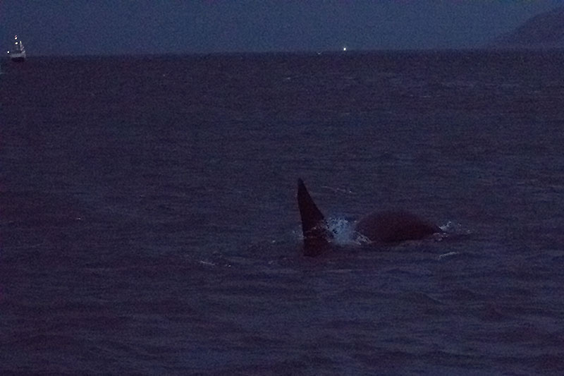 Nochmal der Orca