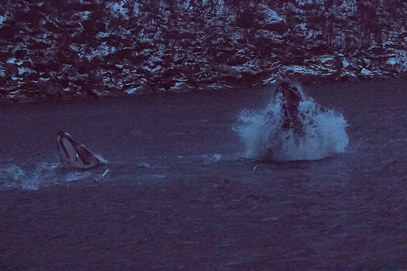 Buckelwale beim Fressen