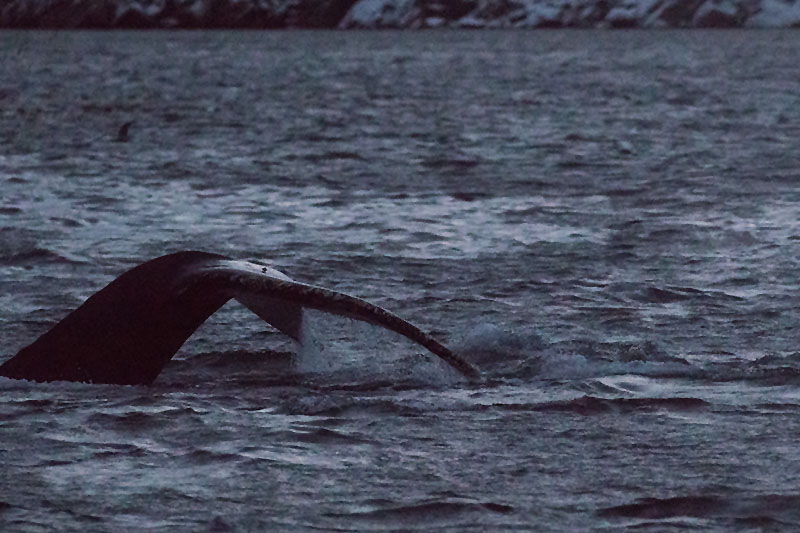 Buckelwal taucht ab