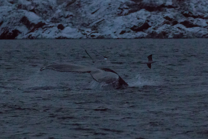 Buckelwal taucht ab