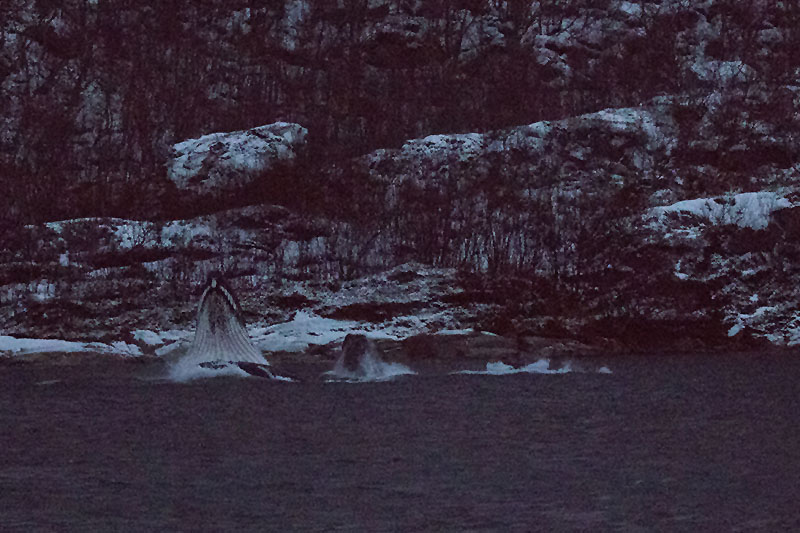 Buckelwale beim Fressen