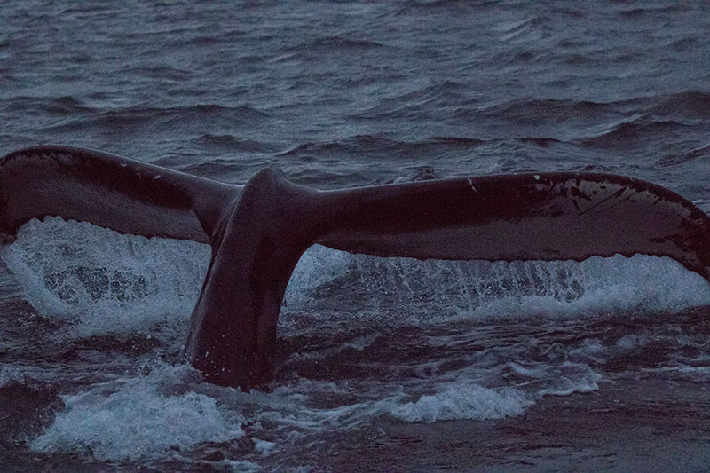 Buckelwal taucht ab