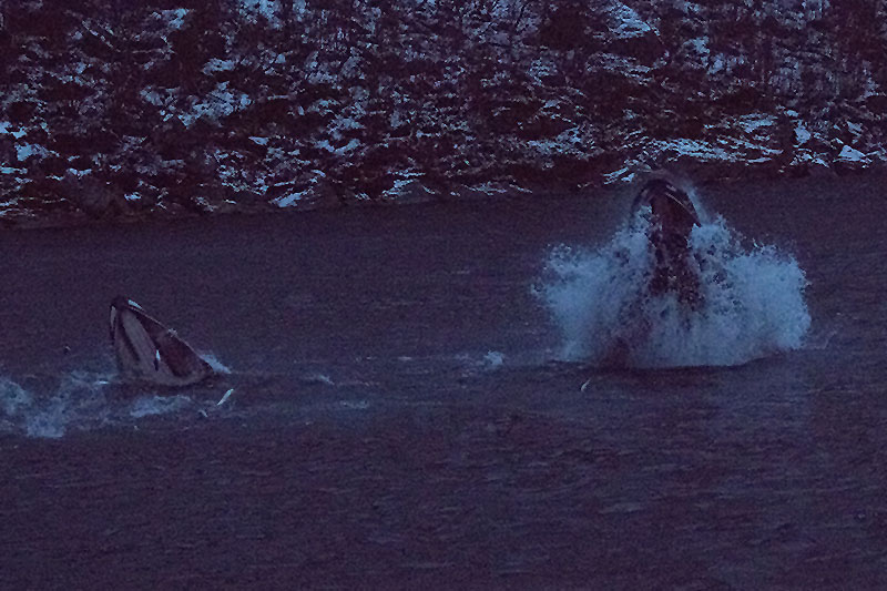 Buckelwale auf Heringsjagd