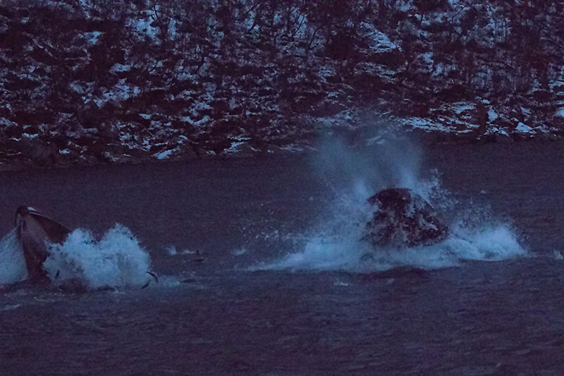 Buckelwale auf Heringsjagd