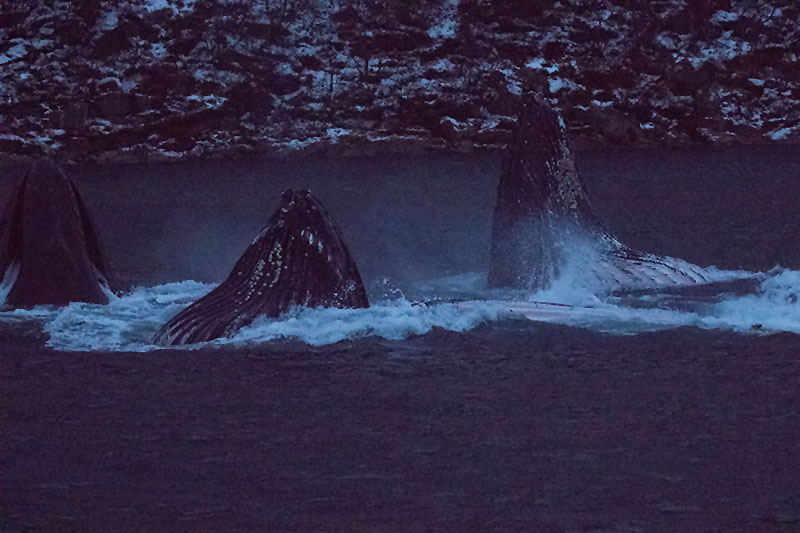 In jedes Maul passen 2 Kubikmeter Wasser