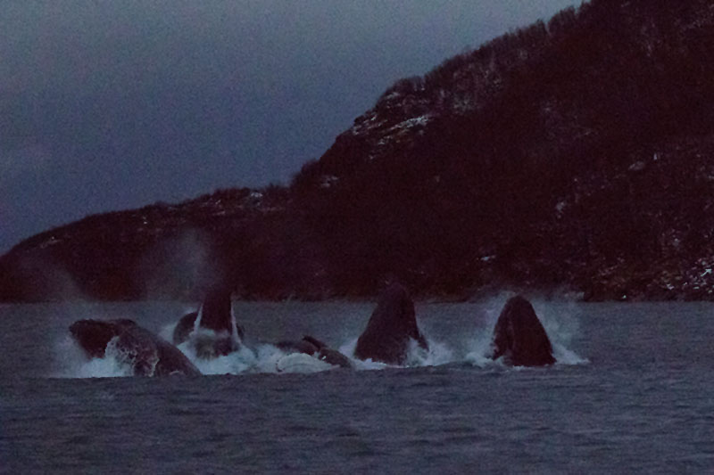 Die Wale tauchen unter den Heringsschwarm ...