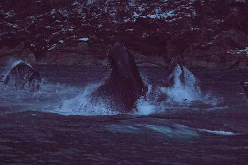 ... schießen dann mit geöffnetem Maul gemeinsam nach oben ...