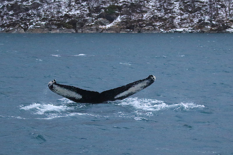 Abtauchender Buckelwal