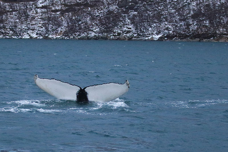 Abtauchender Buckelwal