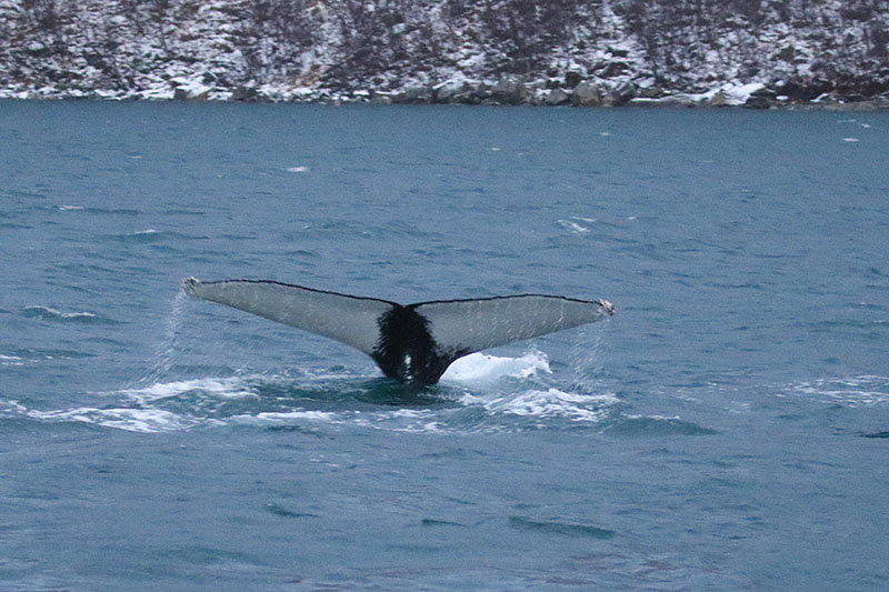 Abtauchender Buckelwal