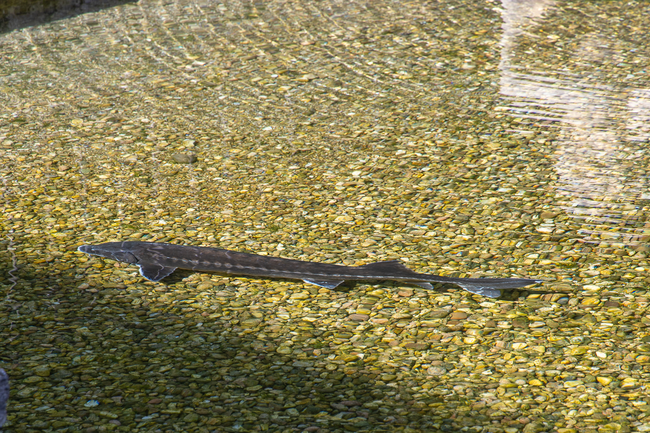 Stör im Teich