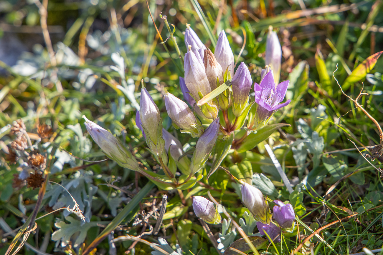 Deutscher Enzian [Gentianella germanica]