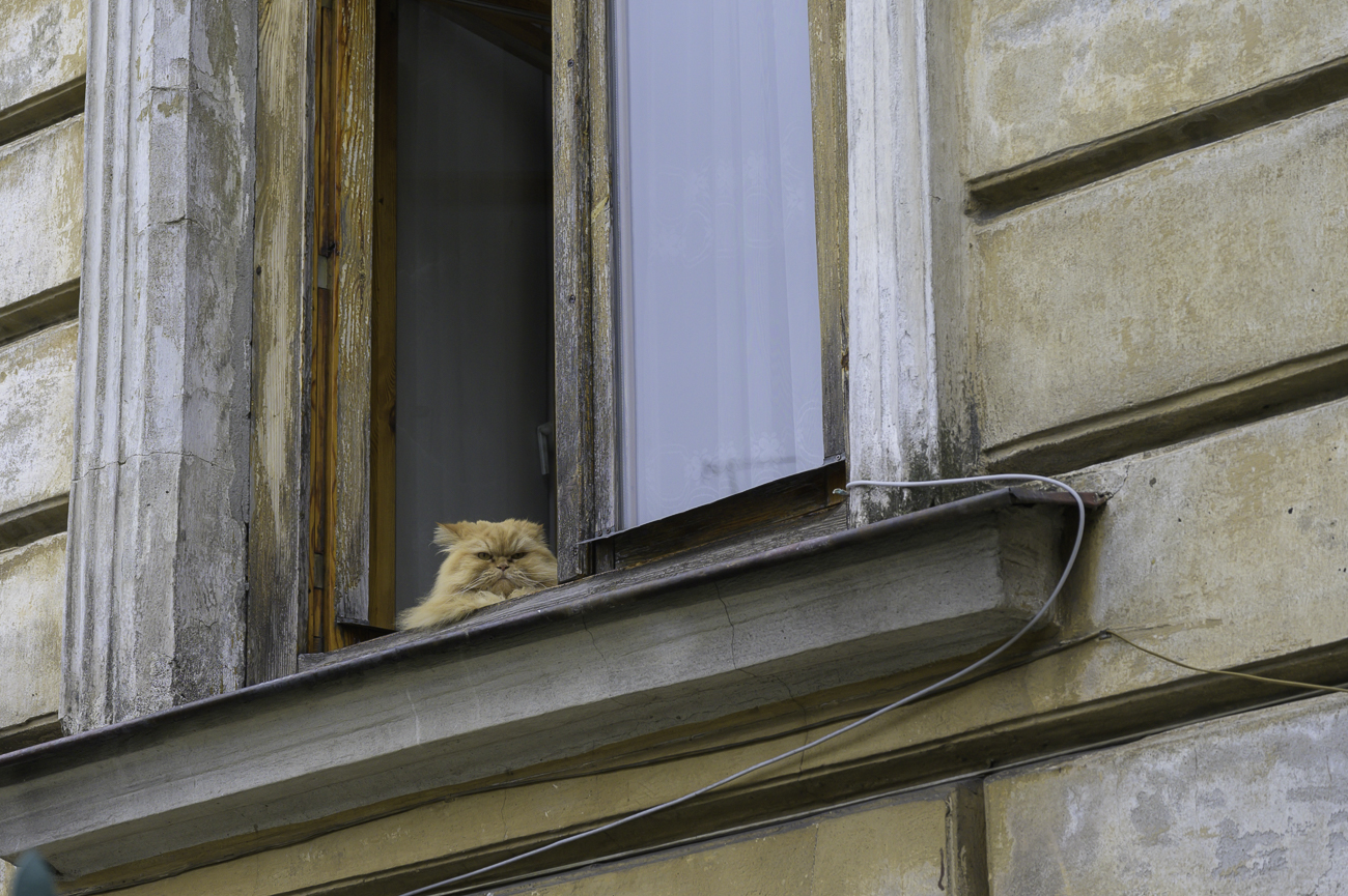 Die Katze schaut aber sehr grimmig drein