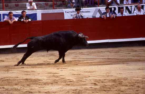 Der Hauptdarsteller, El Toro!