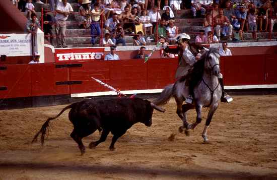 Stier und Reiter