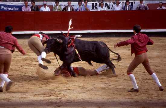 Forcados mit Stier