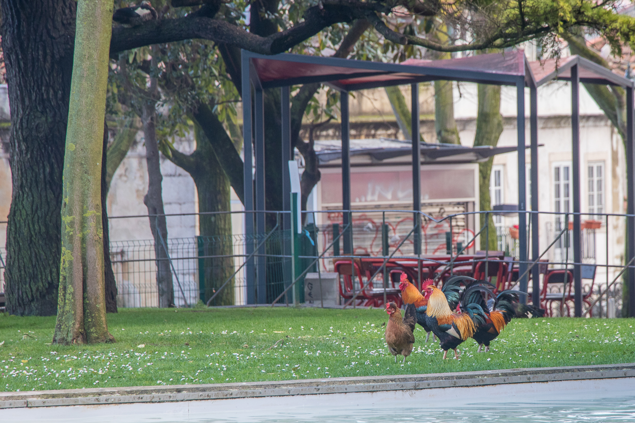 In Lissabon gibt es viele kleine Parks und Grünflächen ... 