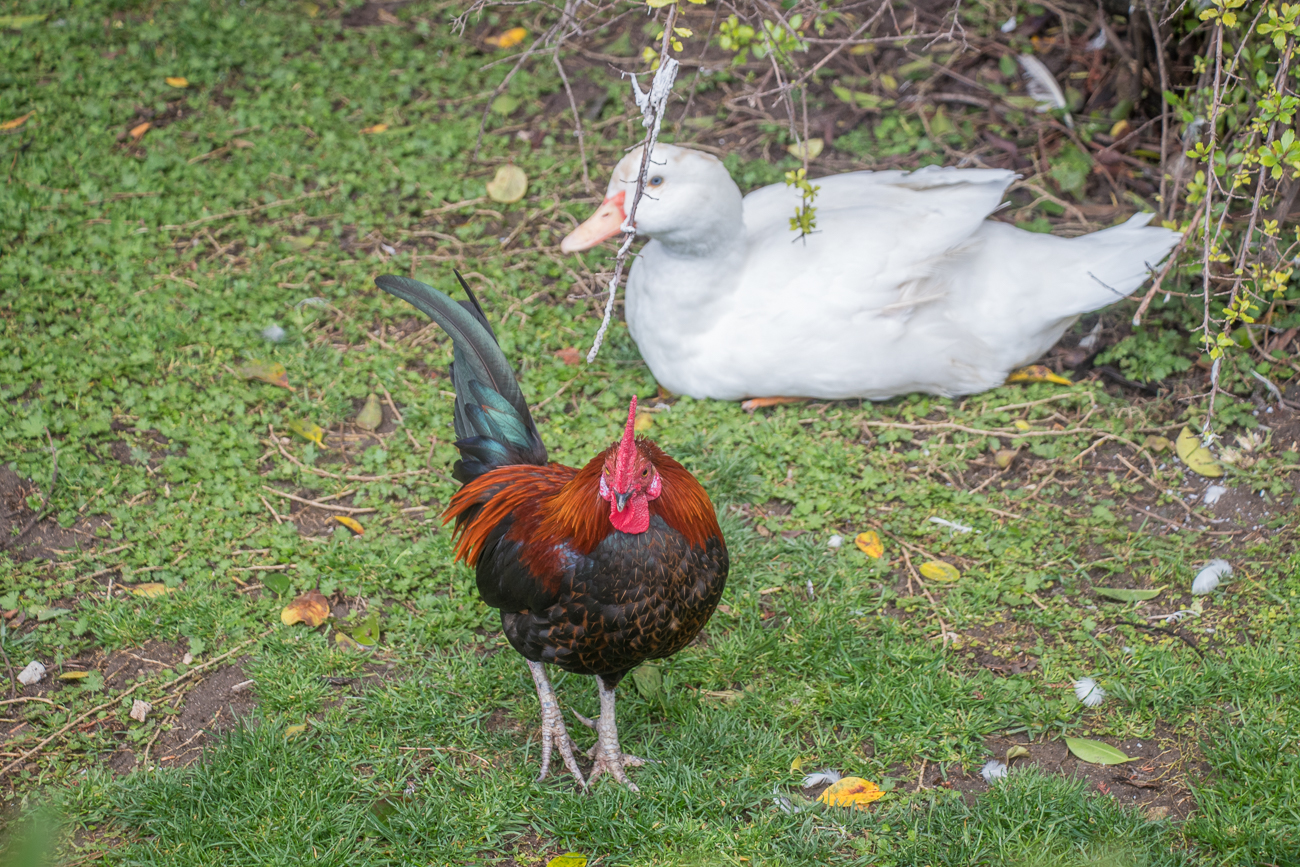 ... dort findet man Hühner, Enten und Gänse ... 