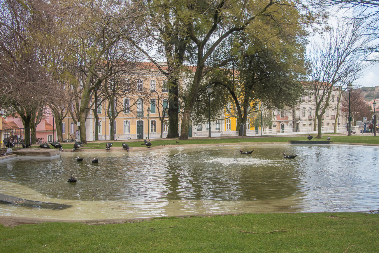 ... die sich auch über die angebotenen Wasserflächen freuen 