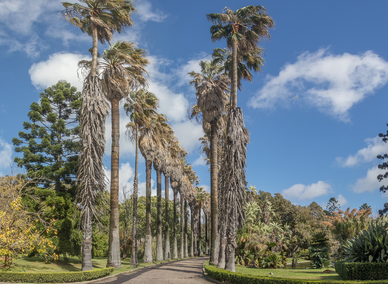 Seit 1878 existiert der Botanische Garten (Jardim Botânico da Universidade de Lisboa) in Lissabon. Er gehört zur Universität von Lissabon und wurde aus der Notwendigkeit heraus eingerichtet, der Forschung und Lehre in der Botanik auch eine direkte praktische Ergänzung zukommen zu lassen.