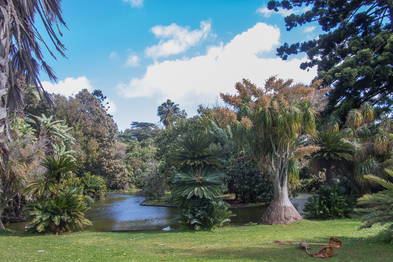 Teich im Botanischen Garten 
