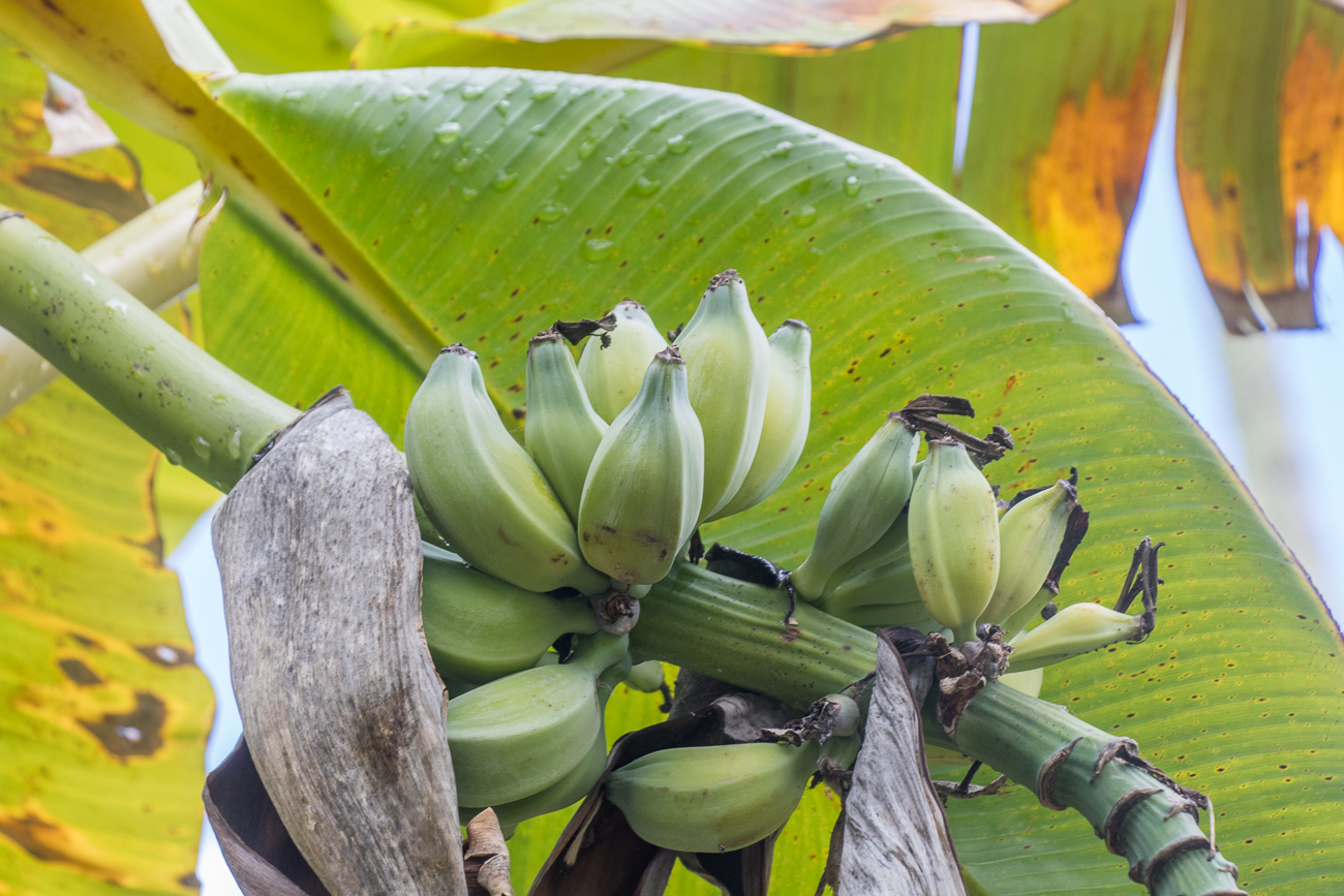 ... und nochmal Bananen