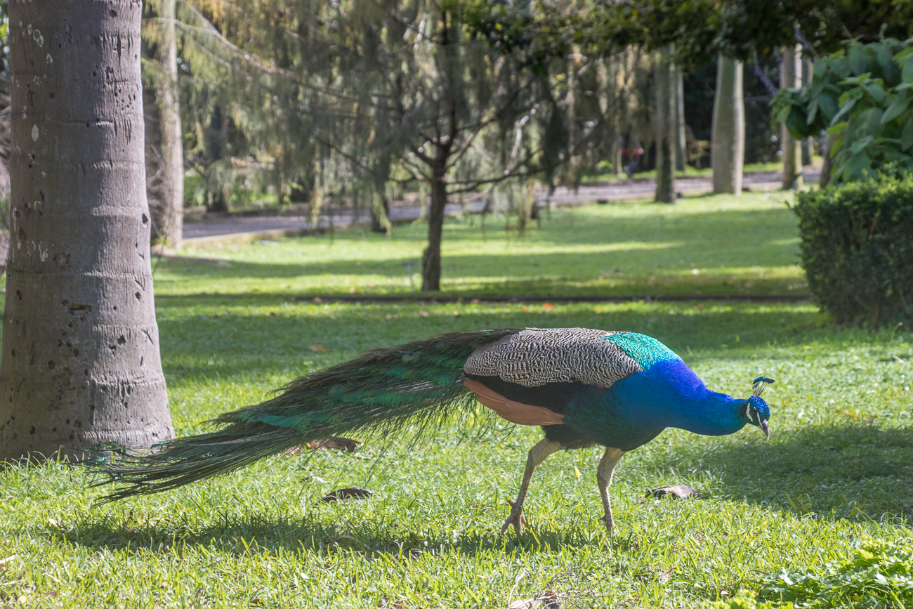 Stolzer Pfau 