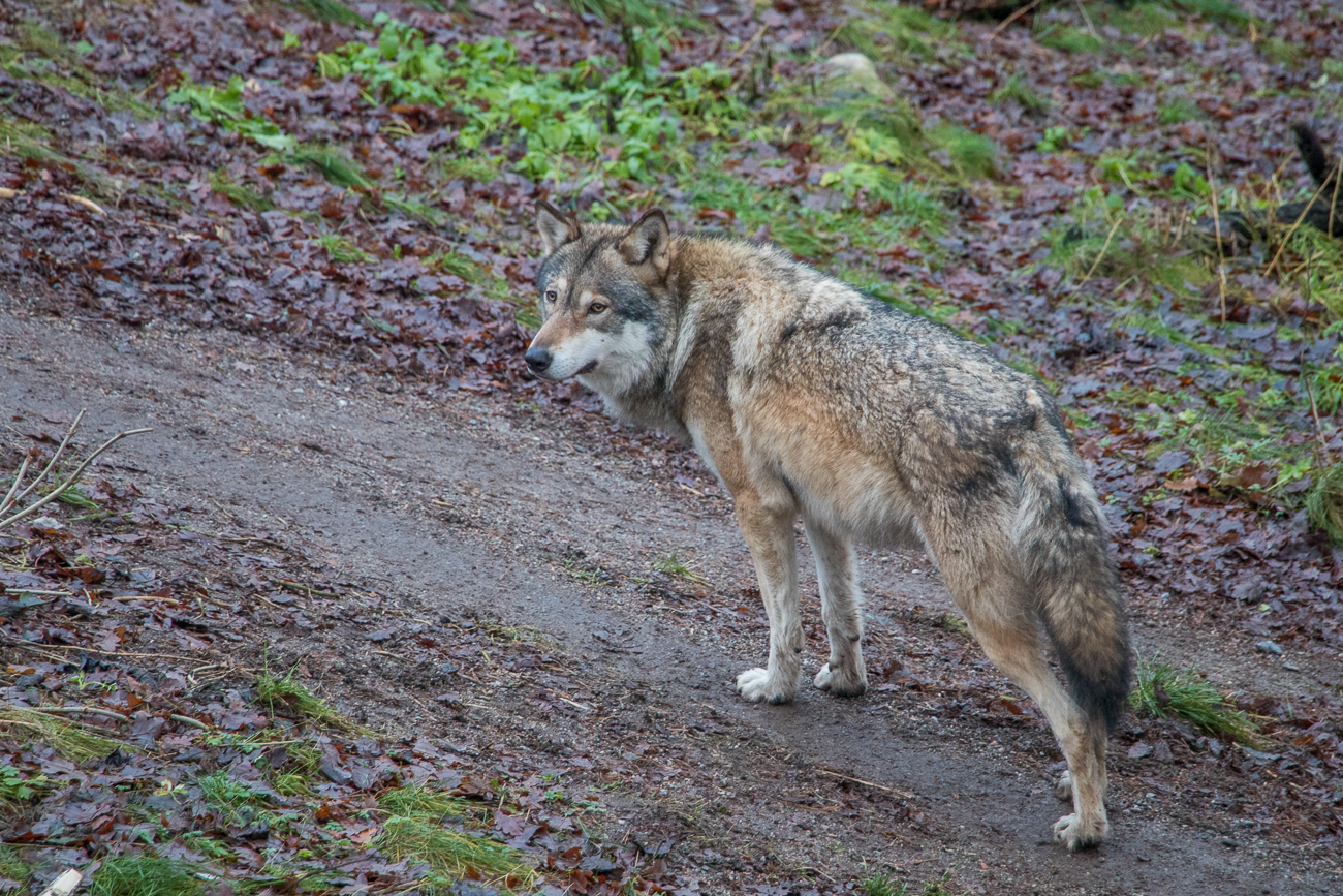 Wolf im Freilichtmuseum Skansen 