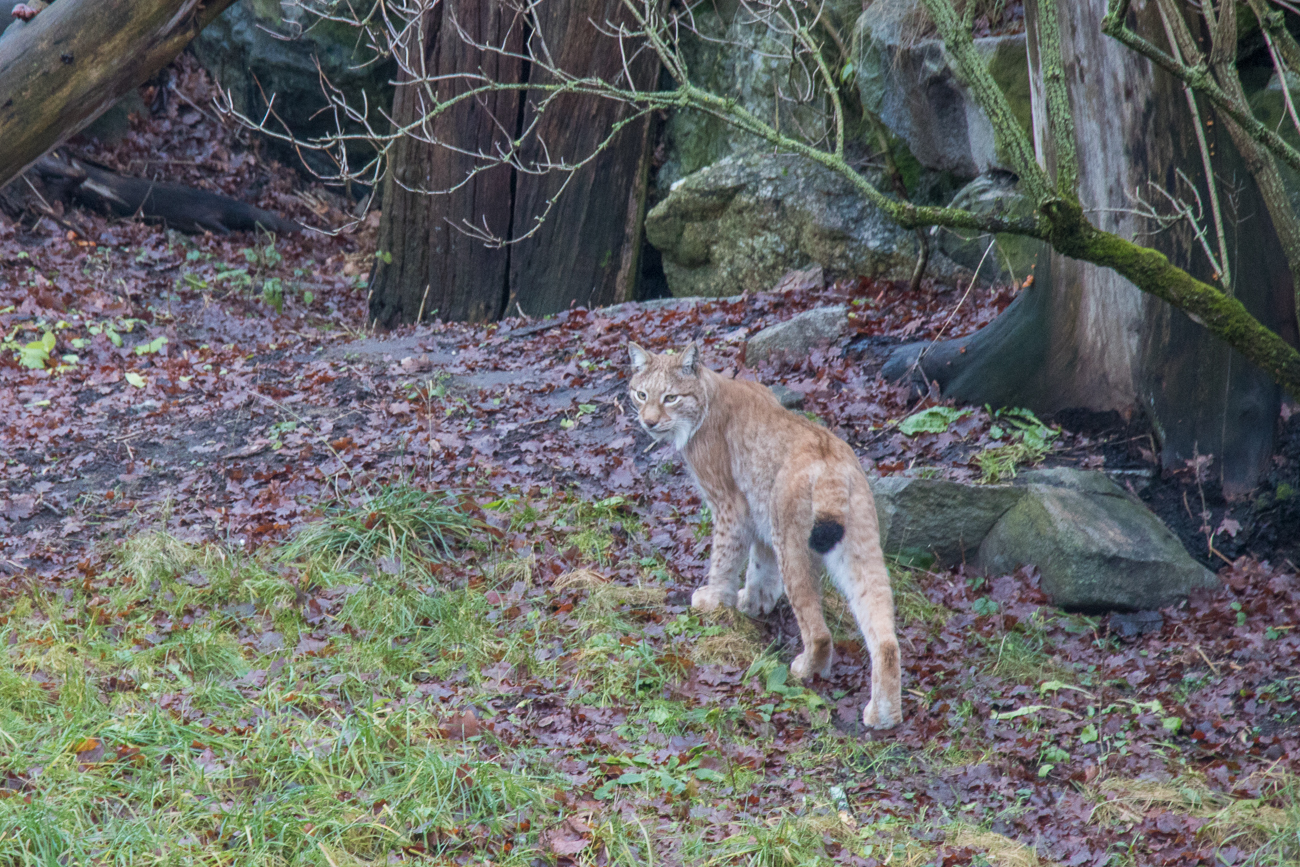 Luchs im Freilichtmuseum Skansen 