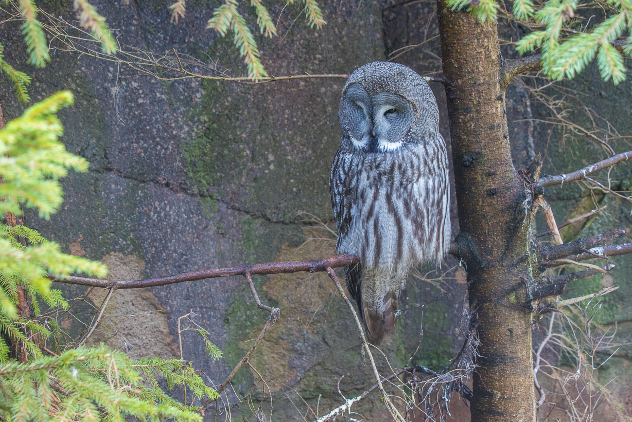 Kauz im Freilichtmuseum Skansen 