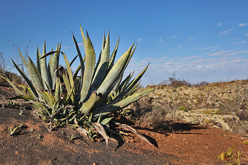 Aloe Vera