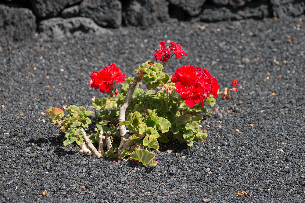 Blume im schwarzen Lavasand