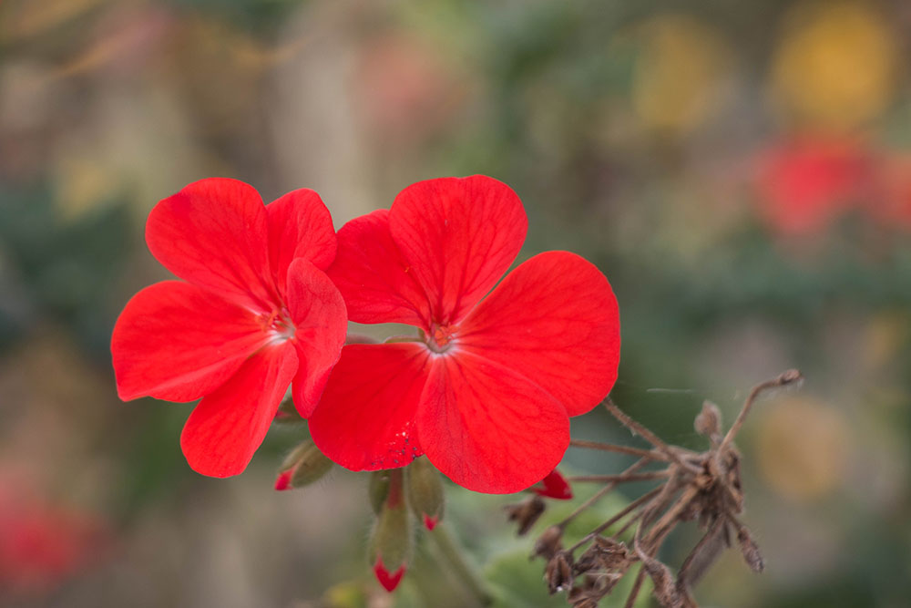Leuchtendes rot