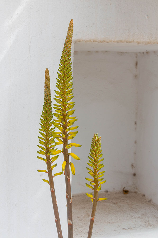 Mini Aloe Vera