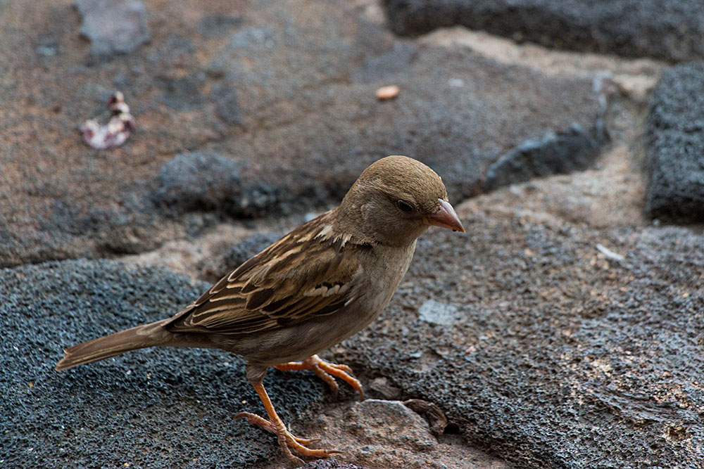 Ob der Spatz auch hungrig ist?