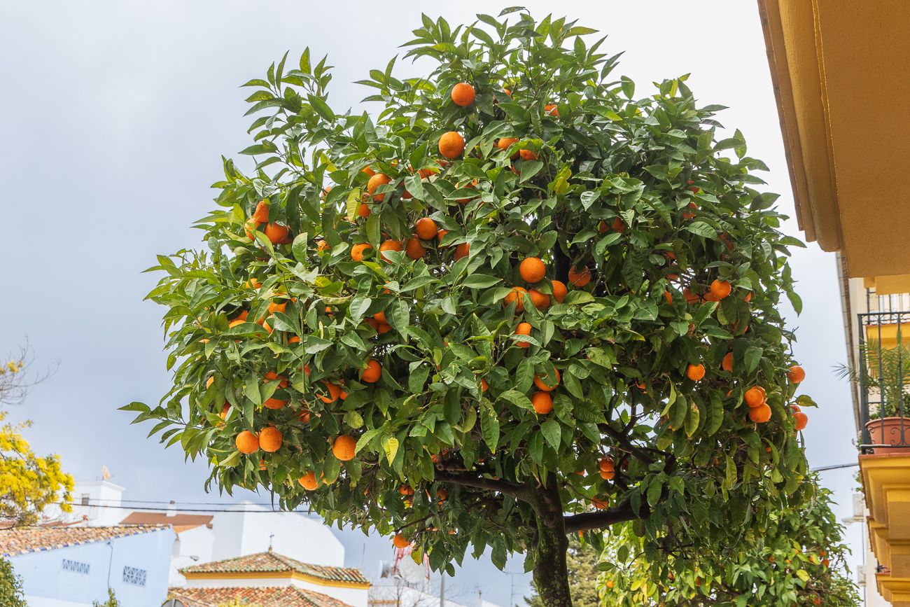 Beim Anblick der Orangenbäume geht einem doch gleich die Sonne im Herzen auf