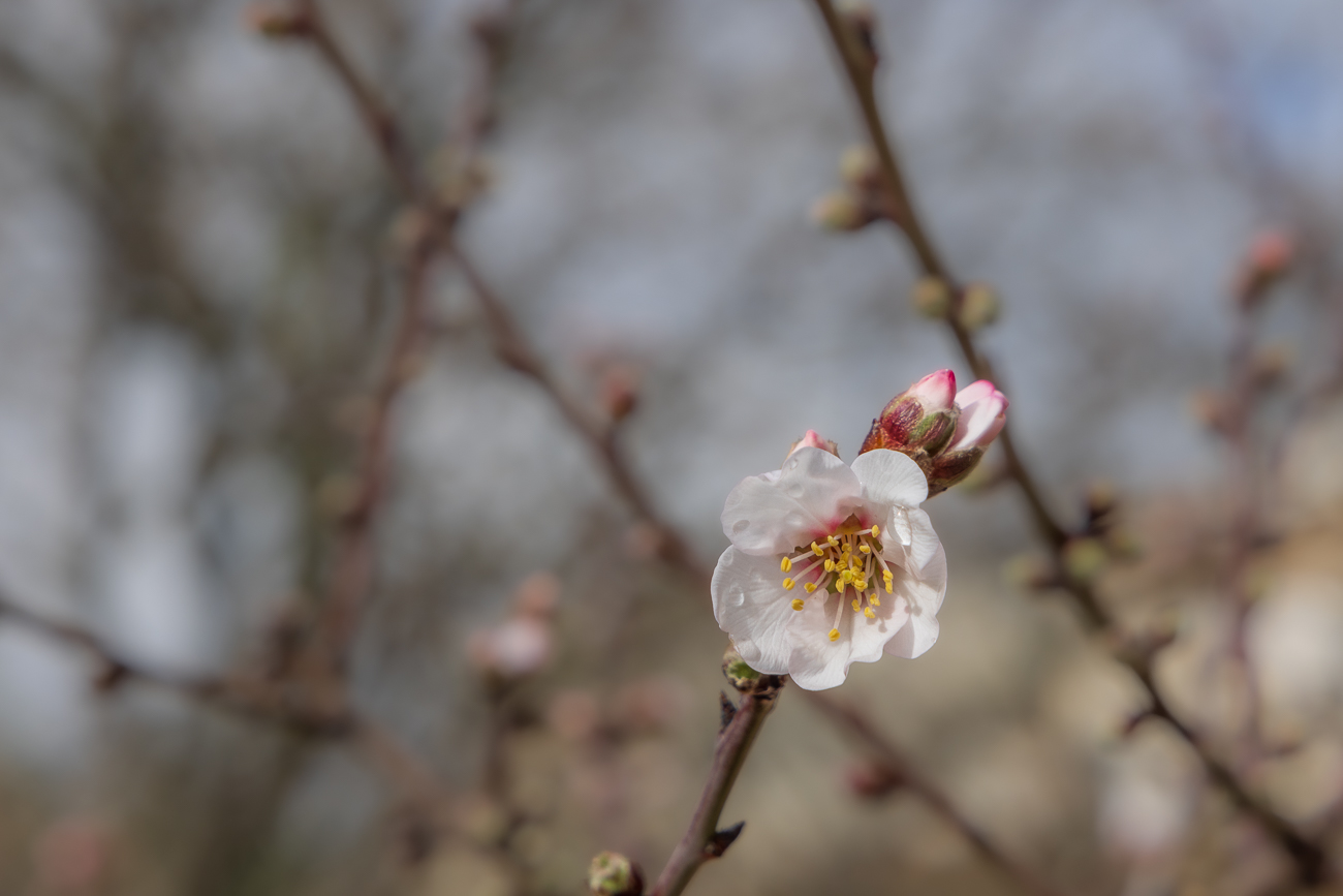 Mandelblüte [Prunus dulcis]
