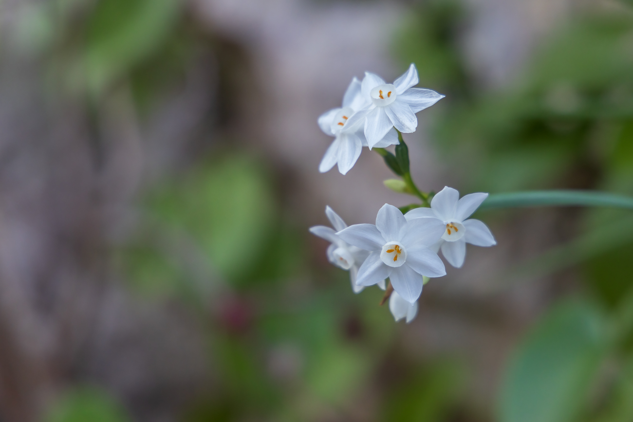 Weihnachts-Narzisse [Narcissus papyraceus]