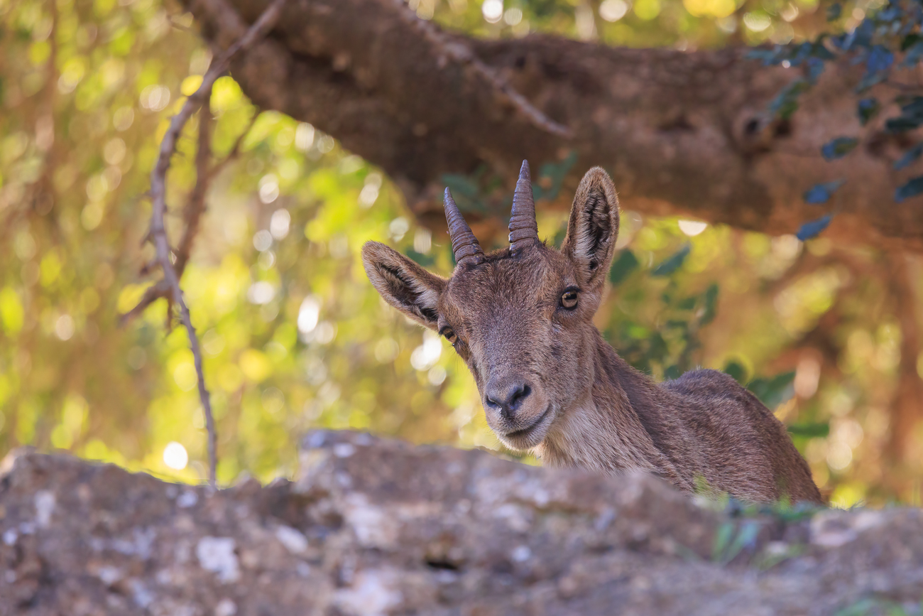 Ein weiblicher Steinbock beobachtet uns