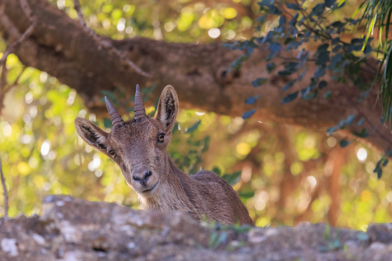 Iberiensteinbock [Capra pyrenaica]