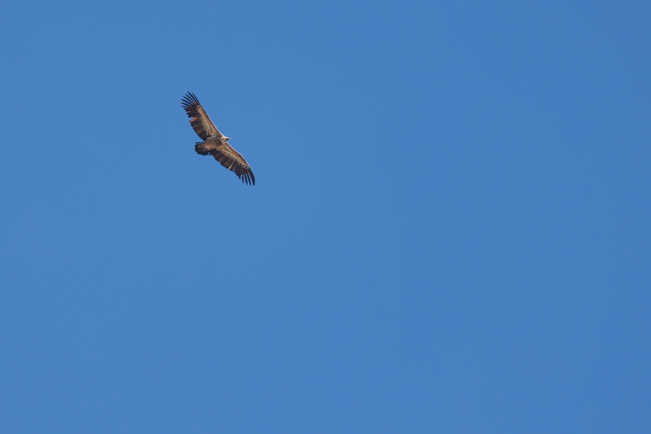 Gänsegeier [Gyps fulvus]