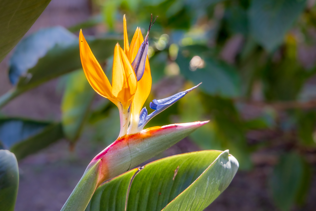 Paradiesvogelblume [Strelitzia reginae Banks]