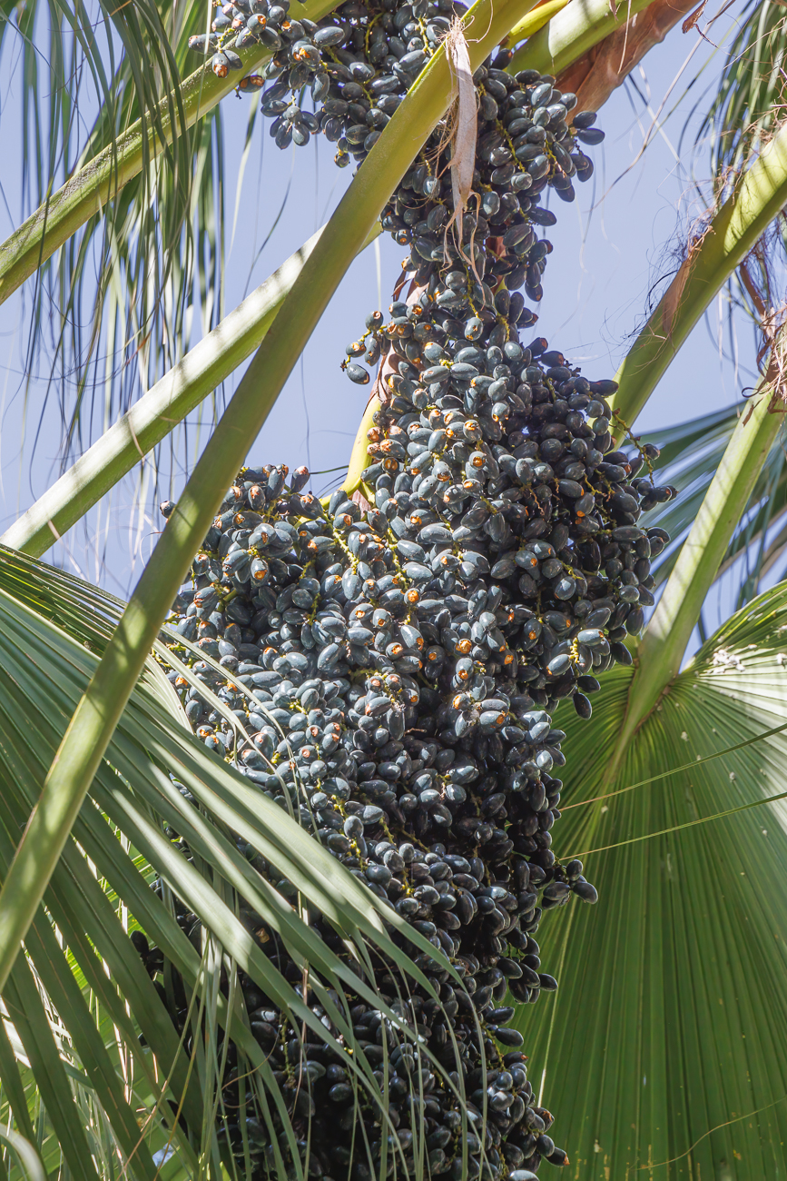 Früchte einer (wahrscheinlich) Chinesischen Hanfpalme [Trachycarpus fortunei]