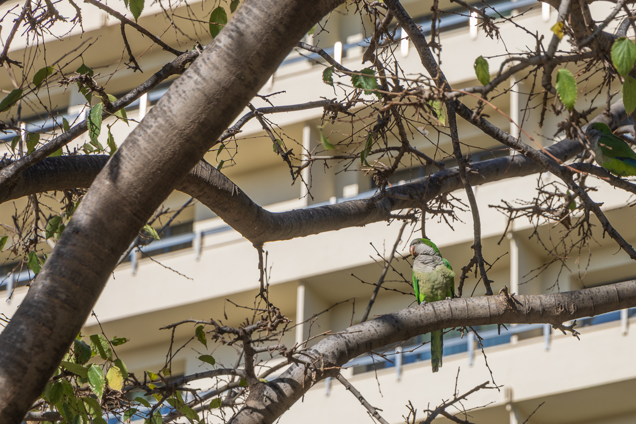 Nicht nur in Malaga findet man überall Mönchssittiche [Myiopsitta monachus], die mittlerweile fast zur Plage geworden sein sollen