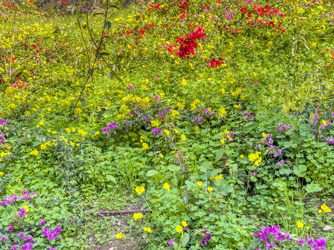Frühlingsblumen in der Festung Alcazaba