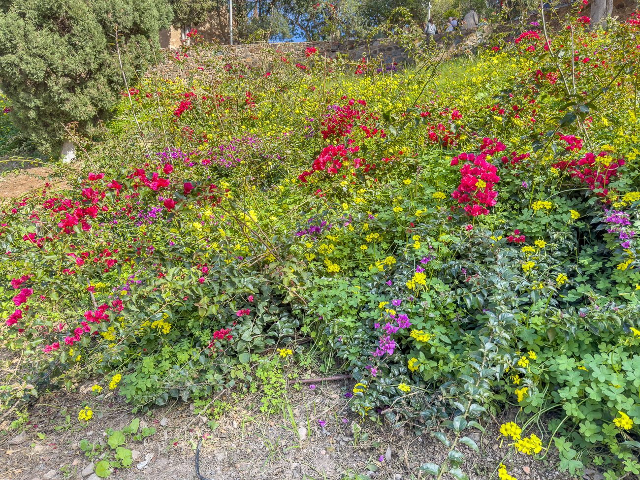 Frühlingsblumen in der Festung Alcazaba